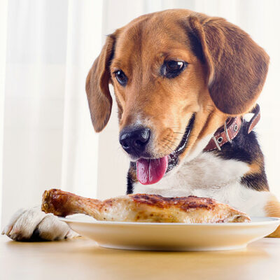 Top 5 Foods for Dogs with Allergies