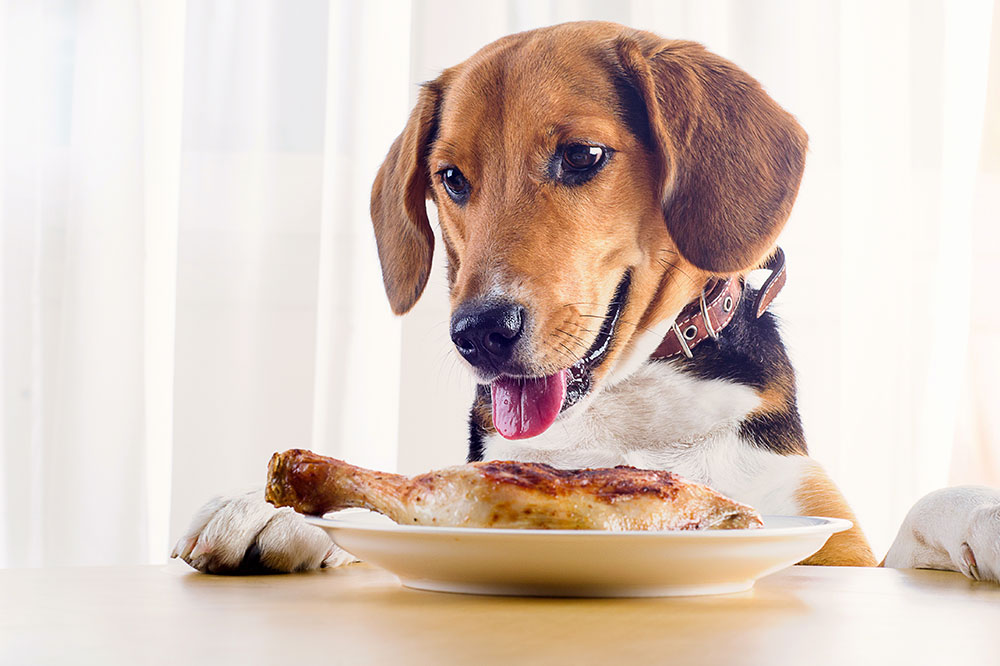 Top 5 Foods for Dogs with Allergies