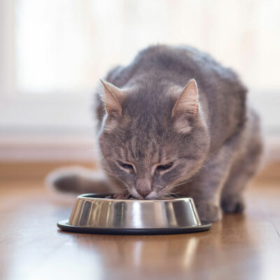 Top Tips for Wholesome Cat Nutrition