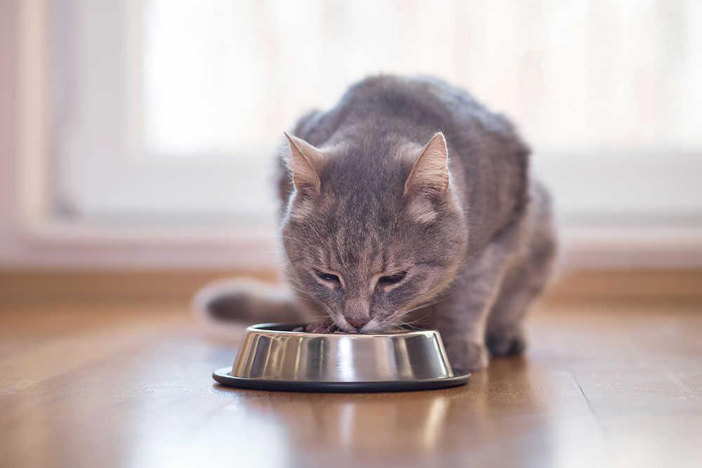 Top Tips for Wholesome Cat Nutrition