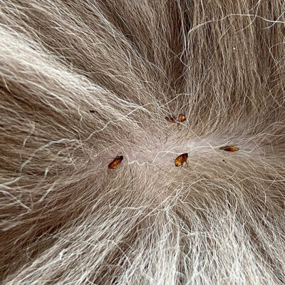 3 Ways to Fight Fleas and Ticks in Pets