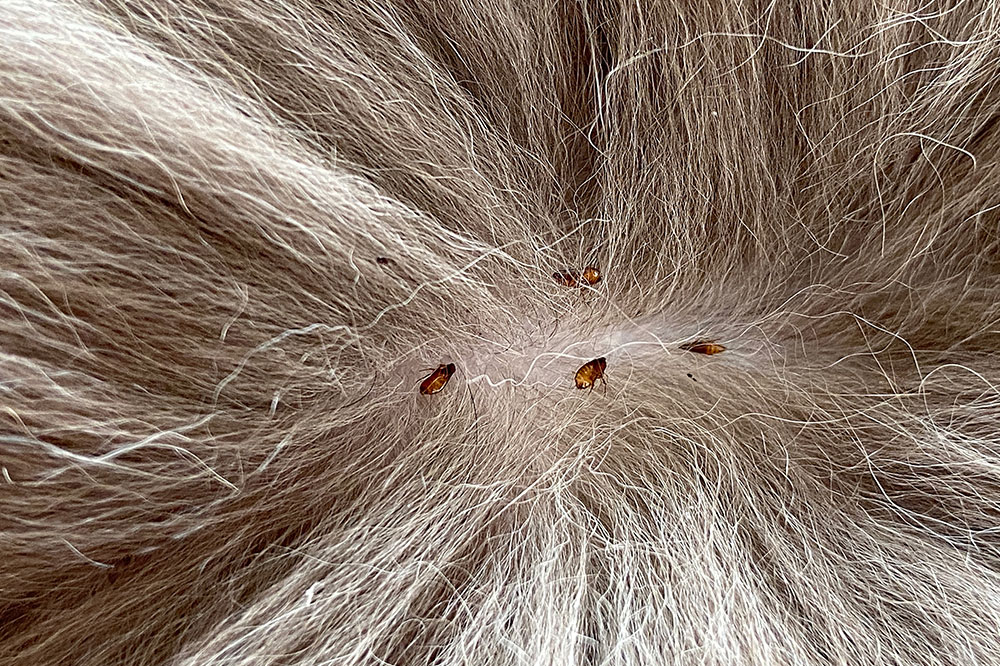3 Ways to Fight Fleas and Ticks in Pets