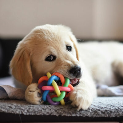 4 Popular and Safe Pet Toys