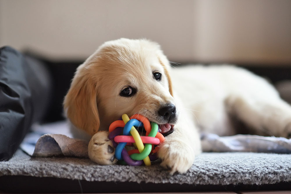 4 Popular and Safe Pet Toys