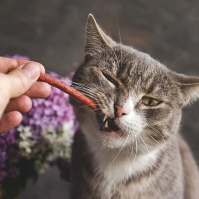 6 Healthy Ingredients to Make Cat Treats at Home