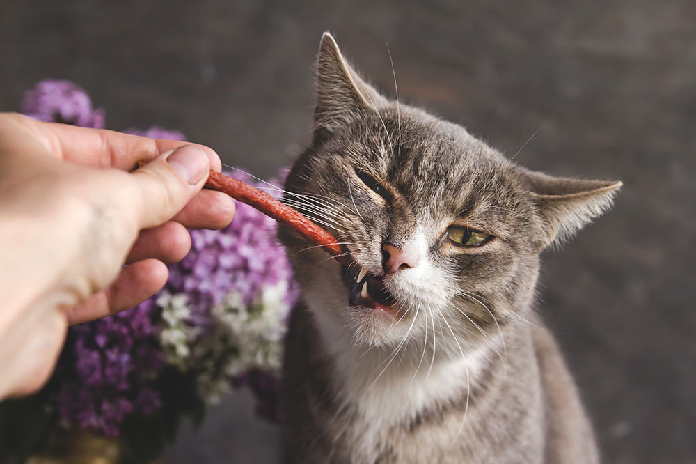 6 Healthy Ingredients to Make Cat Treats at Home