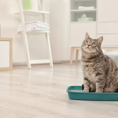 The Top 5 Eco-Friendly Kitty Litters