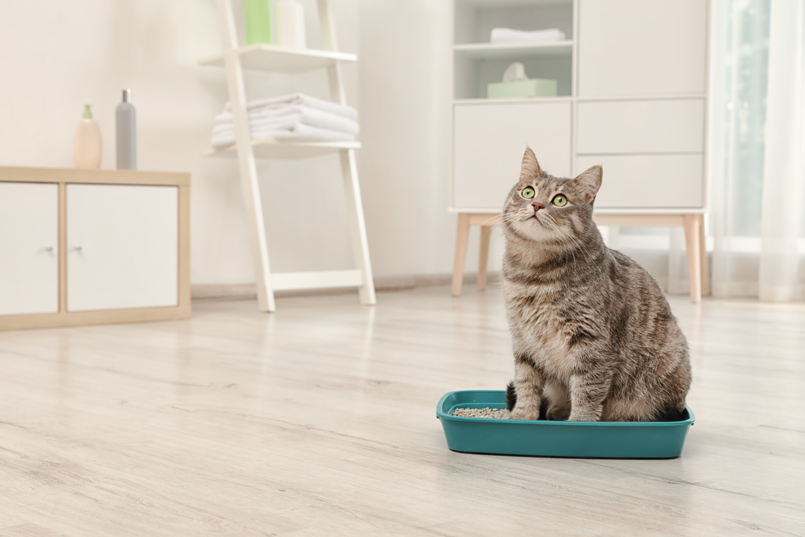The Top 5 Eco-Friendly Kitty Litters